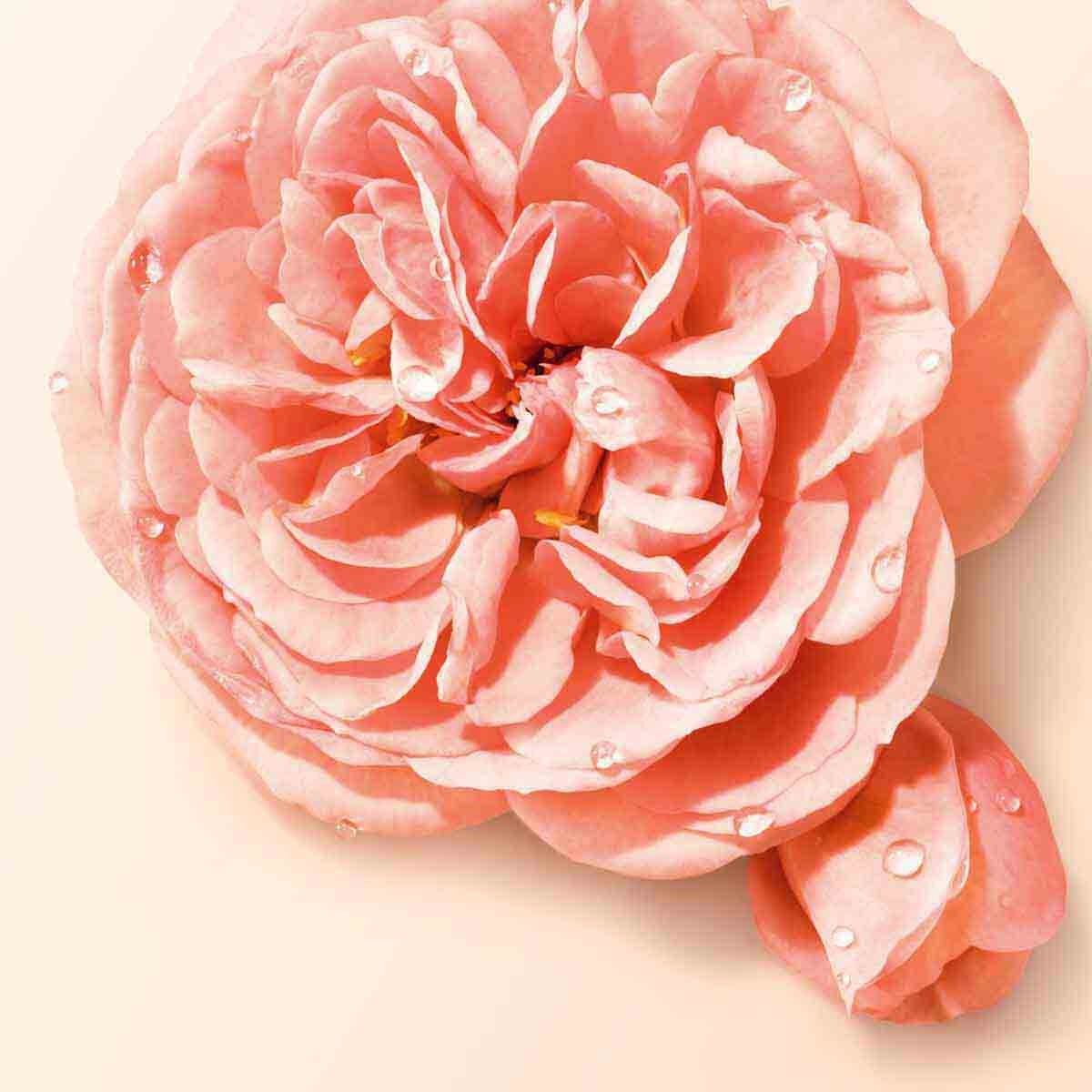 s  nude bloom eau de parfum