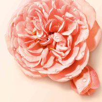 s  nude bloom eau de parfum