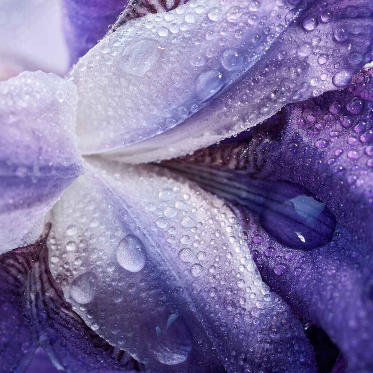 عطر ماي واي لو بارفان