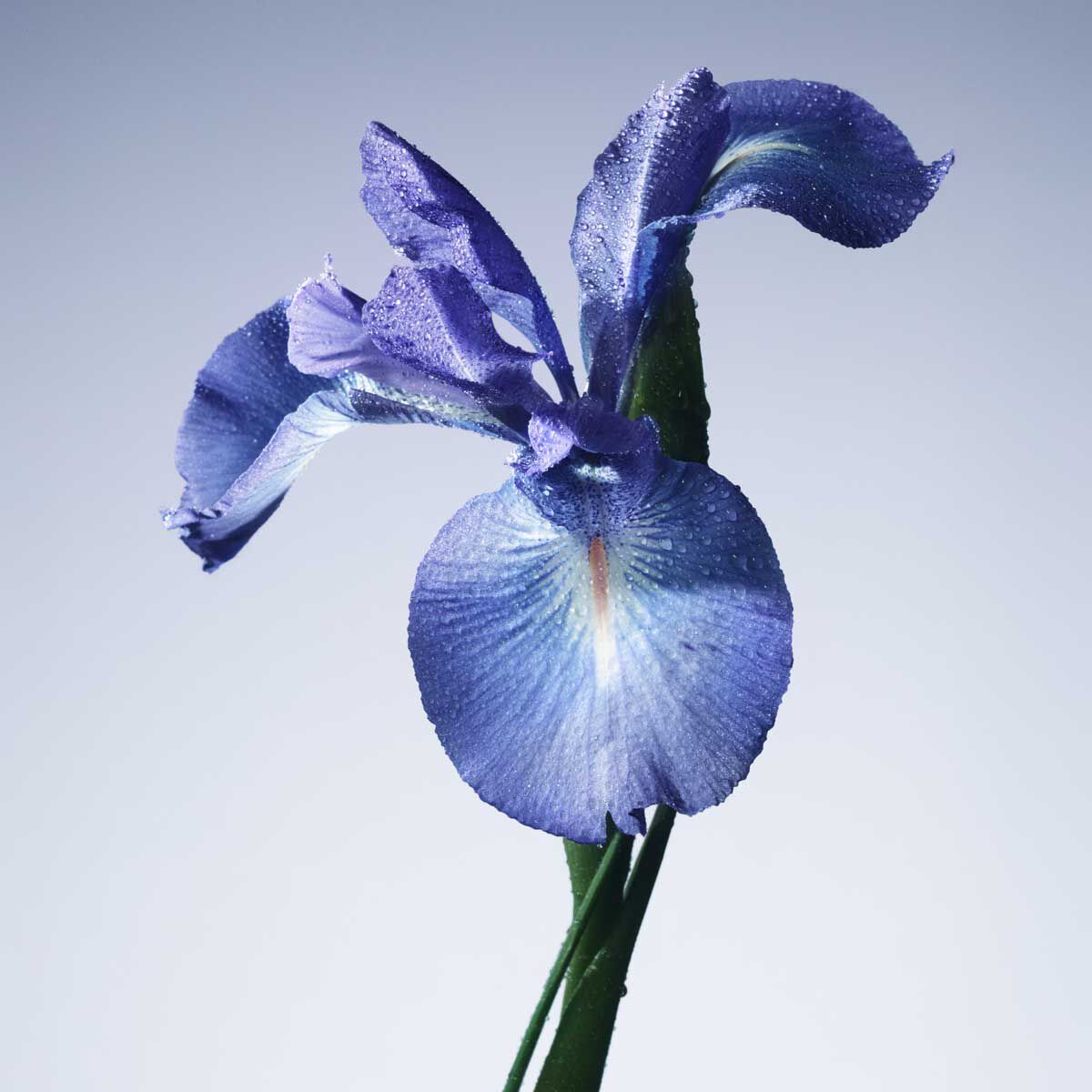 Armani/Privé Iris Bleu Eau de Toilette | Armani Beauty KSA